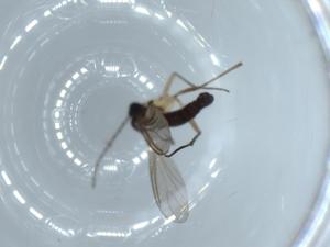  ( - BIOUG55187-A09)  @11 [ ] CreativeCommons - Attribution (2020) Centre for Biodiversity Genomics Centre for Biodiversity Genomics