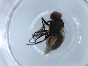  ( - BIOUG55188-H09)  @11 [ ] CreativeCommons - Attribution (2020) Centre for Biodiversity Genomics Centre for Biodiversity Genomics