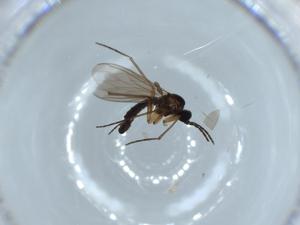  ( - BIOUG55191-B04)  @11 [ ] CreativeCommons - Attribution (2020) Centre for Biodiversity Genomics Centre for Biodiversity Genomics