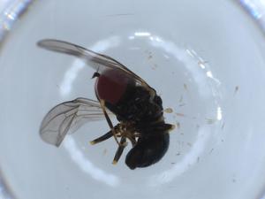  ( - BIOUG55193-B07)  @11 [ ] CreativeCommons - Attribution (2020) Centre for Biodiversity Genomics Centre for Biodiversity Genomics