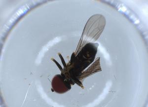  ( - BIOUG55193-G09)  @11 [ ] CreativeCommons - Attribution (2020) Centre for Biodiversity Genomics Centre for Biodiversity Genomics