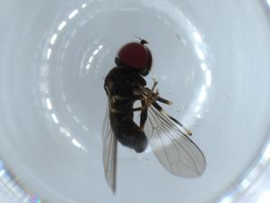  ( - BIOUG55194-A04)  @11 [ ] CreativeCommons - Attribution (2020) Centre for Biodiversity Genomics Centre for Biodiversity Genomics