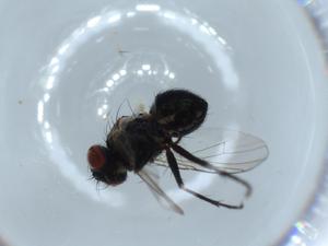  ( - BIOUG55194-F09)  @11 [ ] CreativeCommons - Attribution (2020) Centre for Biodiversity Genomics Centre for Biodiversity Genomics