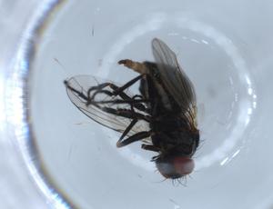  ( - BIOUG55196-G06)  @11 [ ] CreativeCommons - Attribution (2020) Centre for Biodiversity Genomics Centre for Biodiversity Genomics