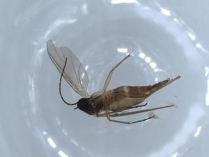  ( - BIOUG55199-A06)  @11 [ ] CreativeCommons - Attribution (2020) Centre for Biodiversity Genomics Centre for Biodiversity Genomics