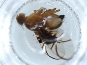  ( - BIOUG55200-D02)  @11 [ ] CreativeCommons - Attribution (2020) Centre for Biodiversity Genomics Centre for Biodiversity Genomics