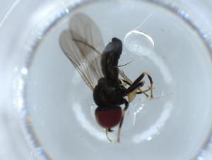  ( - BIOUG55414-C03)  @11 [ ] CreativeCommons - Attribution (2020) Centre for Biodiversity Genomics Centre for Biodiversity Genomics