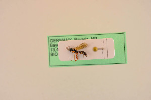  ( - BIOUG05147-G03)  @11 [ ] by-nc-sa (2020) SNSB, Staatliche Naturwissenschaftliche Sammlungen Bayerns SNSB, Zoologische Staatssammlung Muenchen