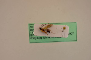  ( - BIOUG05147-H08)  @12 [ ] by-nc-sa (2020) SNSB, Staatliche Naturwissenschaftliche Sammlungen Bayerns SNSB, Zoologische Staatssammlung Muenchen