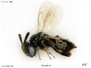  ( - BIOUG05394-G07)  @11 [ ] by-nc-sa (2020) SNSB, Staatliche Naturwissenschaftliche Sammlungen Bayerns SNSB, Zoologische Staatssammlung Muenchen