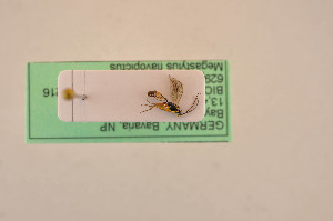  ( - BIOUG05397-B01)  @12 [ ] by-nc-sa (2020) SNSB, Staatliche Naturwissenschaftliche Sammlungen Bayerns SNSB, Zoologische Staatssammlung Muenchen