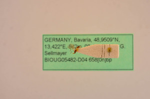  ( - BIOUG05482-D04)  @11 [ ] by-nc-sa (2020) SNSB, Staatliche Naturwissenschaftliche Sammlungen Bayerns SNSB, Zoologische Staatssammlung Muenchen