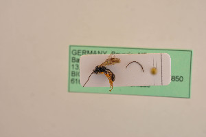  (Rhorus xanthopygus - BIOUG05397-D06)  @12 [ ] by-nc-sa (2020) SNSB, Staatliche Naturwissenschaftliche Sammlungen Bayerns SNSB, Zoologische Staatssammlung Muenchen