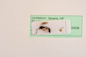  ( - BIOUG05397-H10)  @12 [ ] by-nc-sa (2020) SNSB, Staatliche Naturwissenschaftliche Sammlungen Bayerns SNSB, Zoologische Staatssammlung Muenchen