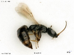  ( - BIOUG05949-E02)  @11 [ ] by-nc-sa (2020) SNSB, Staatliche Naturwissenschaftliche Sammlungen Bayerns SNSB, Zoologische Staatssammlung Muenchen