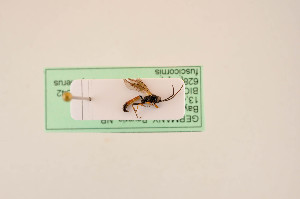  ( - BIOUG05943-F10)  @11 [ ] by-nc-sa (2020) SNSB, Staatliche Naturwissenschaftliche Sammlungen Bayerns SNSB, Zoologische Staatssammlung Muenchen