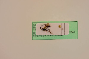  ( - BIOUG05943-G12)  @12 [ ] by-nc-sa (2020) SNSB, Staatliche Naturwissenschaftliche Sammlungen Bayerns SNSB, Zoologische Staatssammlung Muenchen