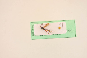  ( - BIOUG05943-H02)  @12 [ ] by-nc-sa (2020) SNSB, Staatliche Naturwissenschaftliche Sammlungen Bayerns SNSB, Zoologische Staatssammlung Muenchen
