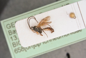  ( - BIOUG06099-B05)  @13 [ ] by-nc-sa (2020) SNSB, Staatliche Naturwissenschaftliche Sammlungen Bayerns SNSB, Zoologische Staatssammlung Muenchen