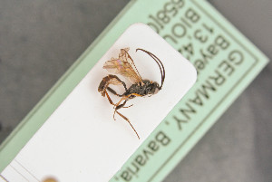  ( - BIOUG06099-B08)  @13 [ ] by-nc-sa (2020) SNSB, Staatliche Naturwissenschaftliche Sammlungen Bayerns SNSB, Zoologische Staatssammlung Muenchen