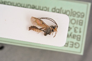  ( - BIOUG06099-E04)  @13 [ ] by-nc-sa (2020) SNSB, Staatliche Naturwissenschaftliche Sammlungen Bayerns SNSB, Zoologische Staatssammlung Muenchen
