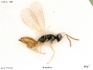  ( - BIOUG06777-D09)  @11 [ ] by-nc-sa (2020) SNSB, Staatliche Naturwissenschaftliche Sammlungen Bayerns SNSB, Zoologische Staatssammlung Muenchen