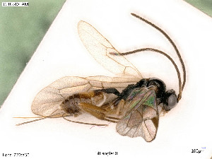  ( - BIOUG06777-F12)  @13 [ ] by-nc-sa (2020) SNSB, Staatliche Naturwissenschaftliche Sammlungen Bayerns SNSB, Zoologische Staatssammlung Muenchen