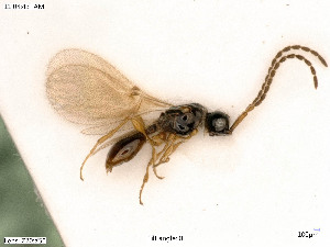  ( - BIOUG06777-G02)  @11 [ ] by-nc-sa (2020) SNSB, Staatliche Naturwissenschaftliche Sammlungen Bayerns SNSB, Zoologische Staatssammlung Muenchen