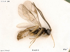  ( - BIOUG06777-H02)  @11 [ ] by-nc-sa (2020) SNSB, Staatliche Naturwissenschaftliche Sammlungen Bayerns SNSB, Zoologische Staatssammlung Muenchen