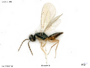  ( - BIOUG07411-B06)  @11 [ ] by-nc-sa (2020) SNSB, Staatliche Naturwissenschaftliche Sammlungen Bayerns SNSB, Zoologische Staatssammlung Muenchen