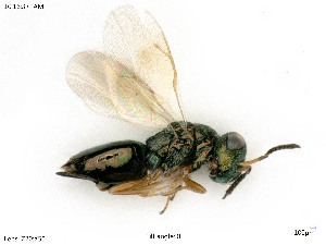  ( - BIOUG07411-C02)  @11 [ ] by-nc-sa (2020) SNSB, Staatliche Naturwissenschaftliche Sammlungen Bayerns SNSB, Zoologische Staatssammlung Muenchen