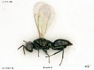  ( - BIOUG07411-D04)  @11 [ ] by-nc-sa (2020) SNSB, Staatliche Naturwissenschaftliche Sammlungen Bayerns SNSB, Zoologische Staatssammlung Muenchen