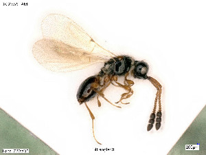  ( - BIOUG07562-C09)  @11 [ ] by-nc-sa (2020) SNSB, Staatliche Naturwissenschaftliche Sammlungen Bayerns SNSB, Zoologische Staatssammlung Muenchen