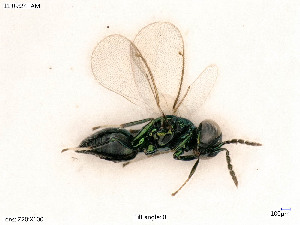  ( - BIOUG07562-F10)  @11 [ ] by-nc-sa (2020) SNSB, Staatliche Naturwissenschaftliche Sammlungen Bayerns SNSB, Zoologische Staatssammlung Muenchen