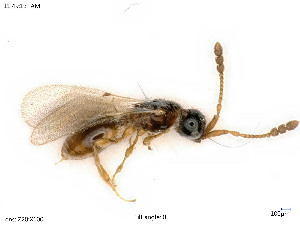  ( - BIOUG07946-B01)  @11 [ ] by-nc-sa (2020) SNSB, Staatliche Naturwissenschaftliche Sammlungen Bayerns SNSB, Zoologische Staatssammlung Muenchen