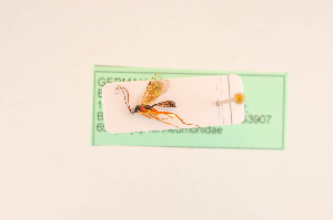  ( - BIOUG07416-F03)  @12 [ ] by-nc-sa (2020) SNSB, Staatliche Naturwissenschaftliche Sammlungen Bayerns SNSB, Zoologische Staatssammlung Muenchen