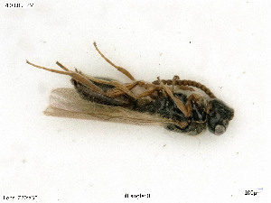  ( - BIOUG07502-C02)  @11 [ ] by-nc-sa (2020) SNSB, Staatliche Naturwissenschaftliche Sammlungen Bayerns SNSB, Zoologische Staatssammlung Muenchen