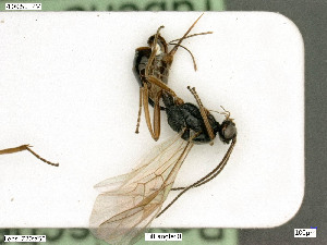  ( - BIOUG07502-D01)  @11 [ ] by-nc-sa (2020) SNSB, Staatliche Naturwissenschaftliche Sammlungen Bayerns SNSB, Zoologische Staatssammlung Muenchen