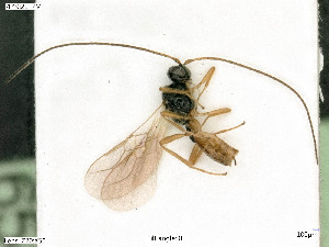  ( - BIOUG07502-G05)  @11 [ ] by-nc-sa (2020) SNSB, Staatliche Naturwissenschaftliche Sammlungen Bayerns SNSB, Zoologische Staatssammlung Muenchen