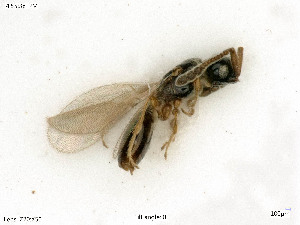  ( - BIOUG07502-G12)  @11 [ ] by-nc-sa (2020) SNSB, Staatliche Naturwissenschaftliche Sammlungen Bayerns SNSB, Zoologische Staatssammlung Muenchen