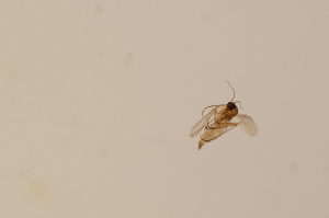  (Corynoptera spinifera - BIOUG07950-B12)  @12 [ ] CreativeCommons - Attribution Non-Commercial Share-Alike (2015) SNSB, Zoologische Staatssammlung Muenchen SNSB, Zoologische Staatssammlung Muenchen