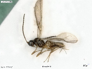  ( - BIOUG08175-A06)  @11 [ ] by-nc-sa (2020) SNSB, Staatliche Naturwissenschaftliche Sammlungen Bayerns SNSB, Zoologische Staatssammlung Muenchen