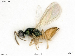  ( - BIOUG08175-G02)  @11 [ ] by-nc-sa (2020) SNSB, Staatliche Naturwissenschaftliche Sammlungen Bayerns SNSB, Zoologische Staatssammlung Muenchen