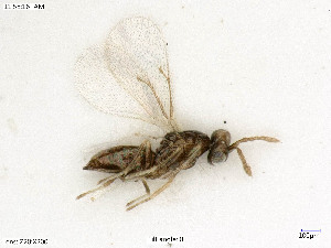  (Aprostocetus blastophagusi - BIOUG08177-H05)  @11 [ ] by-nc-sa (2020) SNSB, Staatliche Naturwissenschaftliche Sammlungen Bayerns SNSB, Zoologische Staatssammlung Muenchen