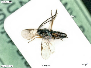  ( - BIOUG08212-B05)  @11 [ ] by-nc-sa (2020) SNSB, Staatliche Naturwissenschaftliche Sammlungen Bayerns SNSB, Zoologische Staatssammlung Muenchen