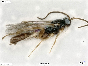  ( - BIOUG08212-C12)  @11 [ ] by-nc-sa (2020) SNSB, Staatliche Naturwissenschaftliche Sammlungen Bayerns SNSB, Zoologische Staatssammlung Muenchen