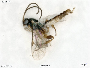  ( - BIOUG08212-E12)  @12 [ ] by-nc-sa (2020) SNSB, Staatliche Naturwissenschaftliche Sammlungen Bayerns SNSB, Zoologische Staatssammlung Muenchen