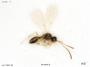  ( - BIOUG08360-C11)  @11 [ ] by-nc-sa (2020) SNSB, Staatliche Naturwissenschaftliche Sammlungen Bayerns SNSB, Zoologische Staatssammlung Muenchen