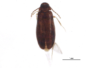  ( - BIOUG02789-B07)  @14 [ ] CreativeCommons - Attribution (2015) CBG Photography Group Centre for Biodiversity Genomics
