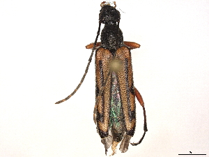  ( - BIOUG02941-F12)  @11 [ ] CreativeCommons - Attribution (2022) CBG Photography Group Centre for Biodiversity Genomics